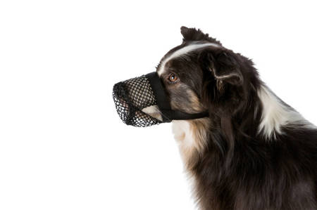 Kaganiec z siatki na spacery dla psa XL Ochraniacz na pysk przed zjadaniem nieczystości na spacerach