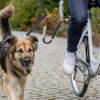 Zestaw rowerowy ze smyczą dla średnich i dużych psów